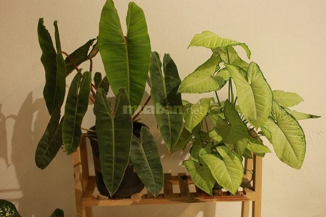 Combo 5 cây kiểng lá trong ảnh, có cây hạc cam