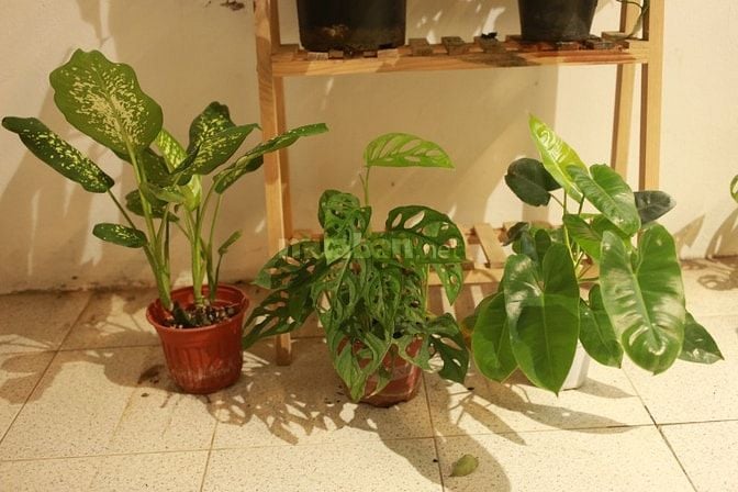 Combo 5 cây kiểng lá trong ảnh, có cây hạc cam