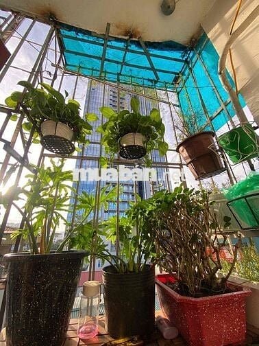 Bán CCMN Thoáng Đẹp tầng 6/9- Láng, Chùa Láng, Ô Cầu Giấy, Đh Ngoại Th