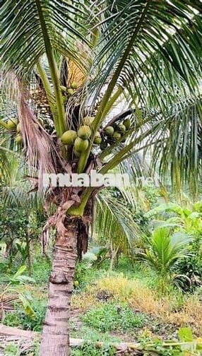 Bán nhà vườn Bình Dương giá rẻ 420 triệu