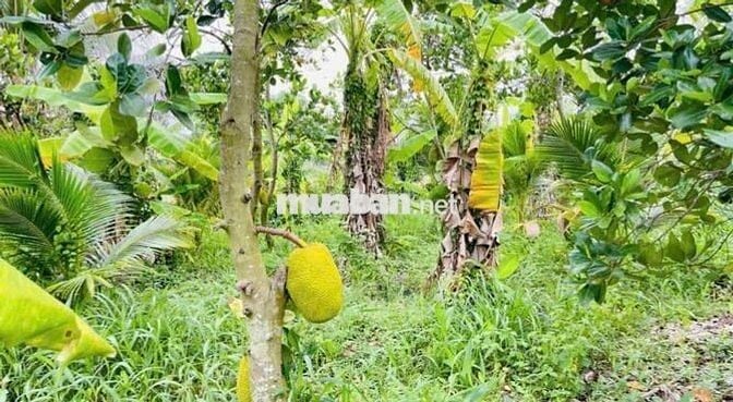 Bán nhà vườn Bình Dương giá rẻ 420 triệu