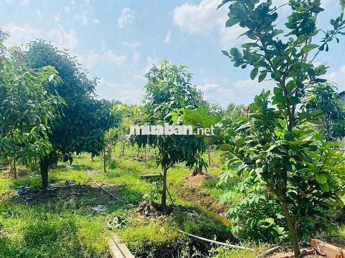 Bán nhà vườn Bình Dương giá rẻ 420 triệu