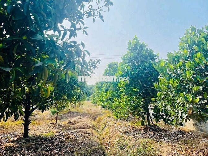 Bán nhà vườn Bình Dương giá rẻ 420 triệu
