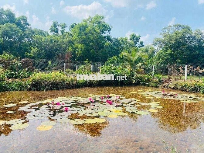 Bán nhà vườn Bình Dương giá rẻ 420 triệu