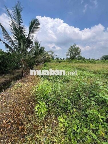 500m2 giá : 370 triệu , tân thành - thủ thừa , LONG AN giá tốt