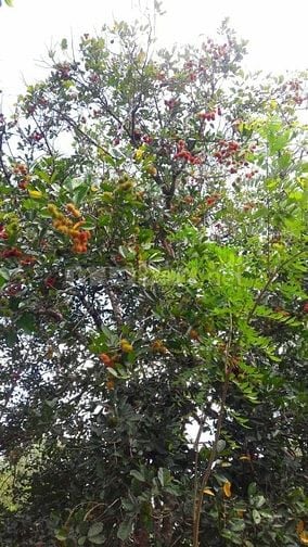CHÍNH CHỦ CẦN RA NHANH LÔ ĐẤT VƯỜN GẦN NGÃ 4 DẦU GIÂY GIÁ CỰC MỀM 