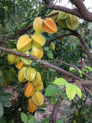 CHÍNH CHỦ CẦN RA NHANH LÔ ĐẤT VƯỜN GẦN NGÃ 4 DẦU GIÂY GIÁ CỰC MỀM 