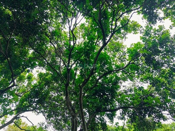 CHÍNH CHỦ CẦN RA NHANH LÔ ĐẤT VƯỜN GẦN NGÃ 4 DẦU GIÂY GIÁ CỰC MỀM 