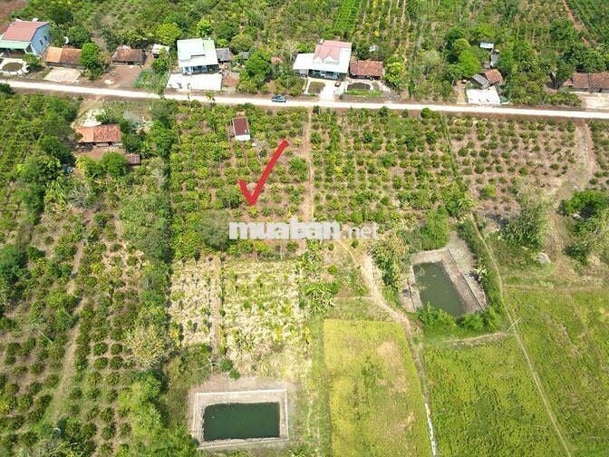 Ea Siên- Buôn Hồ- Daklak ( đường Quy hoạch 12M)