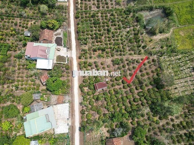 Ea Siên- Buôn Hồ- Daklak ( đường Quy hoạch 12M)