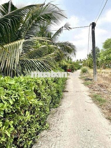 1000mv đất lúa , giá 350tr , lạc tấn - tân trụ - long an