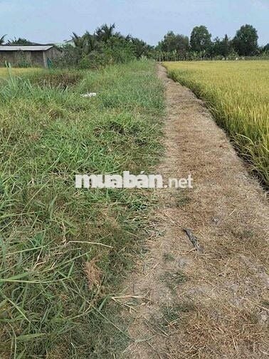 1000mv đất lúa , giá 350tr , lạc tấn - tân trụ - long an