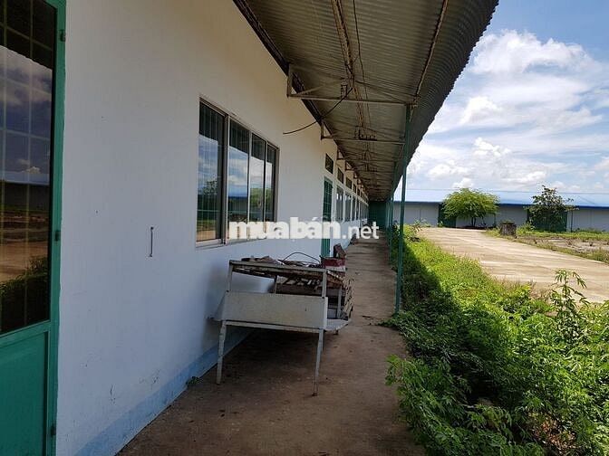 100m mặt tiền 20300m2 đường Hùng Vương - Phước Bửu - Xuyên Mộc