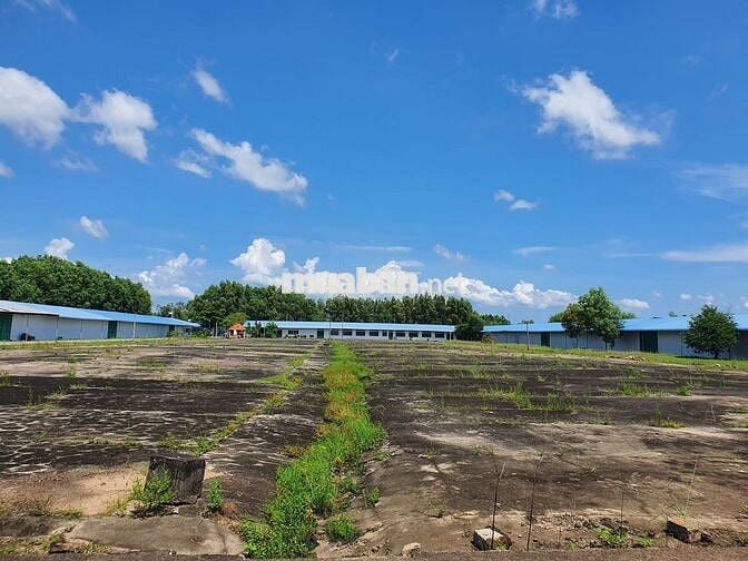 100m mặt tiền 20300m2 đường Hùng Vương - Phước Bửu - Xuyên Mộc