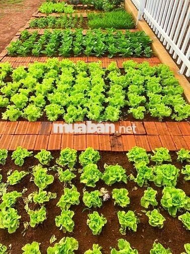 bán đất ngay quốc lộ 20 đất nghỉ dưỡng giá 900tr sang sổ