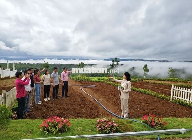 CHÍNH CHỦ CẦN TIỀN: Đất Di Linh Giá Sốc! Sổ Hồng, Vay 65%, View