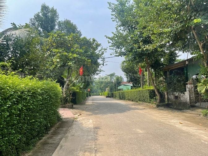 Cây chè tàu,tường rào cây xanh cây chè mạn