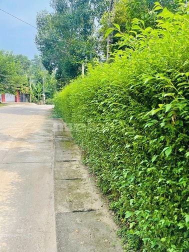 Cây chè tàu,tường rào cây xanh cây chè mạn