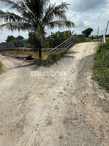 Bán Đất Ấp 5 Tân Trạch, Cần Đước - Long An (cũ) nay xã Mỹ Lệ,Tây Ninh 
