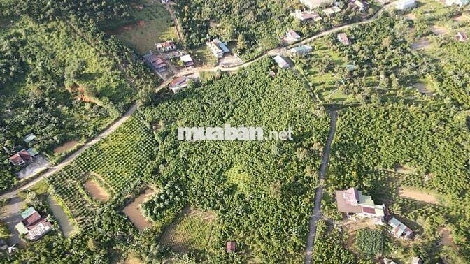 CẦN BÁN ĐẤT LỘC ĐỨC, TP. Bảo Lộc – Lâm Đồng