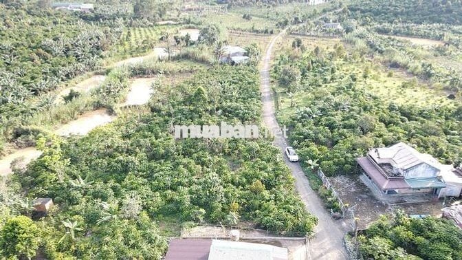 CẦN BÁN ĐẤT LỘC ĐỨC, TP. Bảo Lộc – Lâm Đồng