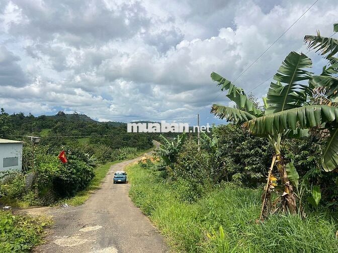 🌳 CẦN BÁN ĐẤT LỘC ĐỨC – BẢO LỘC, LÂM ĐỒNG 🌳