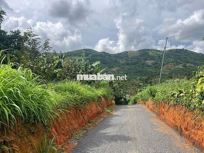 🌳 CẦN BÁN ĐẤT LỘC ĐỨC – BẢO LỘC, LÂM ĐỒNG 🌳