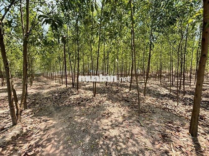 1.4HA - 300M2 THỔ CƯ - CÓ NHÀ, KHO, VÀ VƯỜN TRÀM !