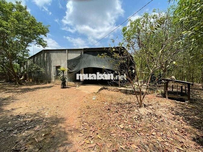 1.4HA - 300M2 THỔ CƯ - CÓ NHÀ, KHO, VÀ VƯỜN TRÀM !