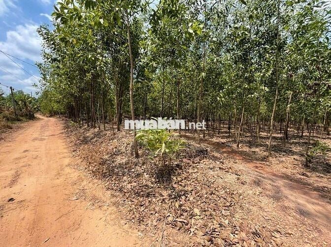 1.4HA - 300M2 THỔ CƯ - CÓ NHÀ, KHO, VÀ VƯỜN TRÀM !