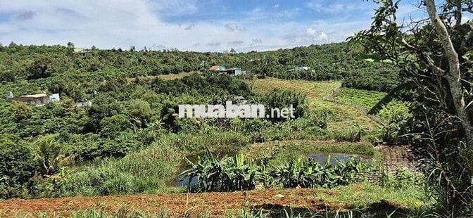 Bán đất mặt tiền hơn 2000m2 giá ngộp tại Bảo Lộc
