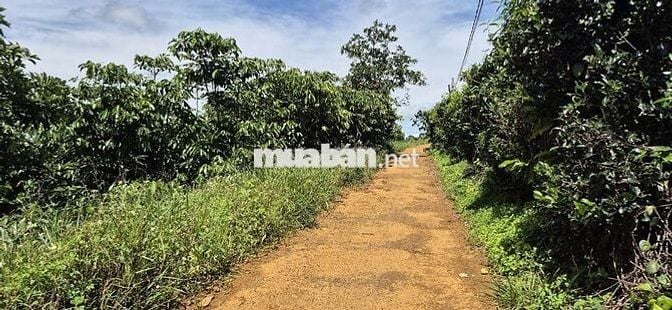 Bán lô đất nghĩ dưỡng giá cực tốt tại Bảo Lộc
