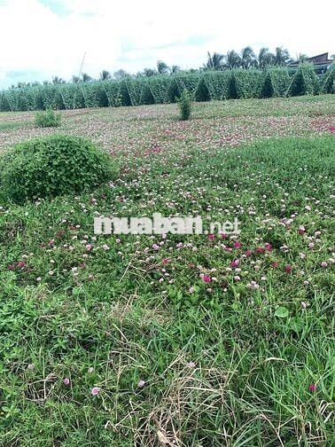 HOT ! HOT ! HOT đất ven biển Dt 126m2 giá 465t Tiền Giang