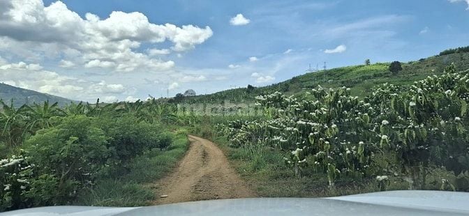 Đất rẫy siêu rẻ - khí hậu trong lành !