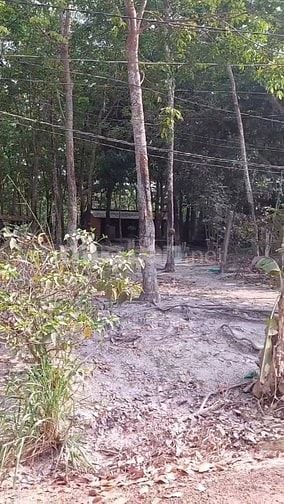 Bán đất cao su phường Long Nguyên Bàu Bàng 