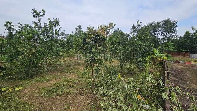 Cần tiền bán gấp đất đẹp Đồi Sen, 10.x tr/1 mét