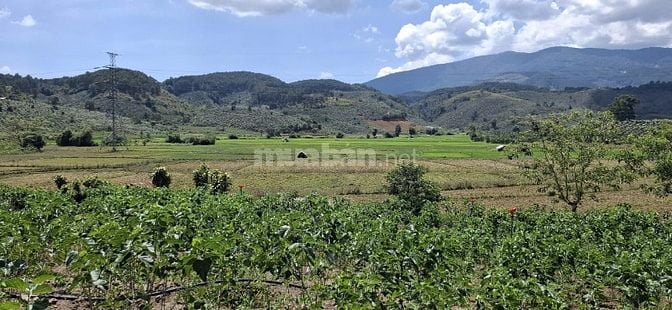 Đất rẫy siêu rẻ - khí hậu trong lành !