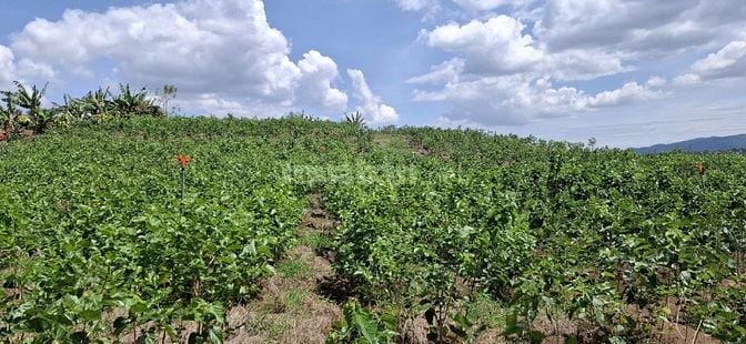 Đất rẫy siêu rẻ - khí hậu trong lành !