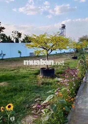 bán gấp 7200m2 2 mặt tiền ,tc1200, thích hợp làm kho xưởng , nhà vườn