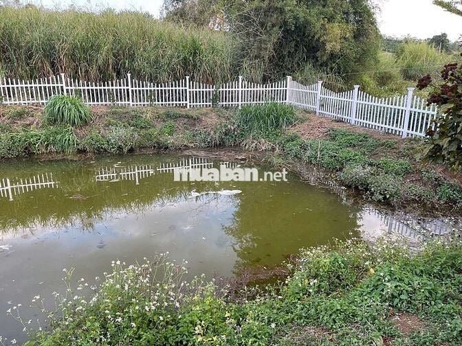 CHỦ CẦN BÁN NHANH LÔ ĐẤT TẠI LÂM HÀ GIÁ CHỈ 550TR CÓ SẴN THỔ