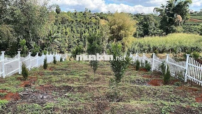 CHỦ CẦN BÁN NHANH LÔ ĐẤT TẠI LÂM HÀ GIÁ CHỈ 550TR CÓ SẴN THỔ
