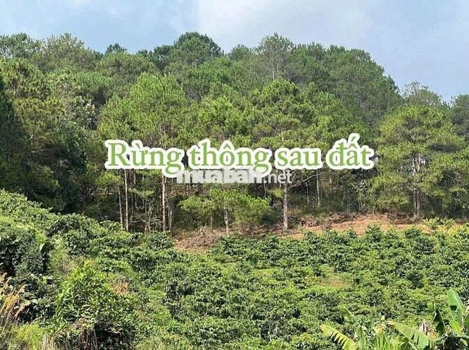 Ngộp bank chủ cần bán đất đẹp tại Trạm Hành view thung lũng Đơn Dương