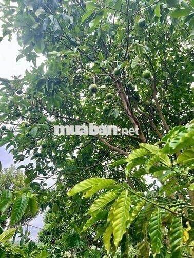 Ngộp bank chủ cần bán đất đẹp tại Trạm Hành view thung lũng Đơn Dương