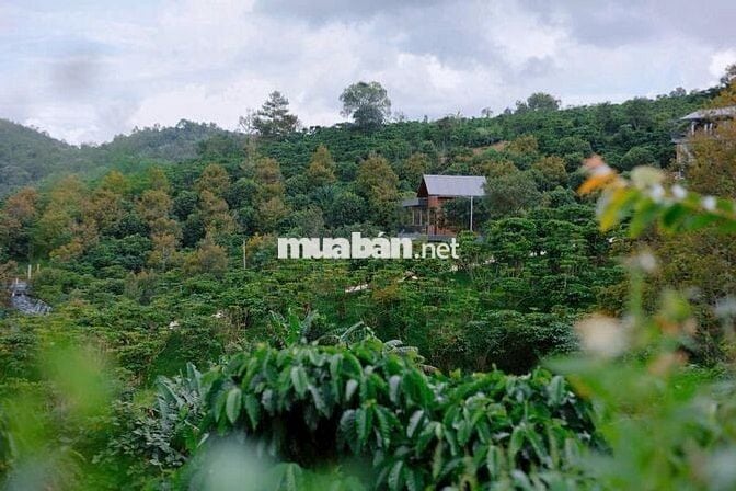 Thổn thức với chiếc view này quá đi ạ Nhà vườn Trị An chỉ 850tr/1000m2