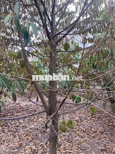 Đất KCN Phước Đông 12x20 thổ cư phù hợp đầu tư phòng trọ tạo dòng tiền