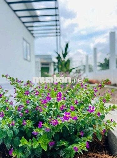 Cần bán gấp nhà cấp 4 ngay Lai Hưng, Bàu Bàng, Bình Dương( Hồ Chí Minh