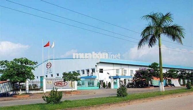 Cô Sáu gần nhà có thằng con vỡ nợ cần bán giá rẻ trả nợ ạ