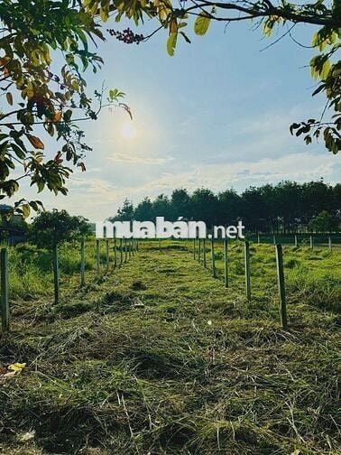 Bán đất Bàu Thiên - Nhuận Đức: 125,8m2(5x27) - Mặt tiền. Giá 750 triệu