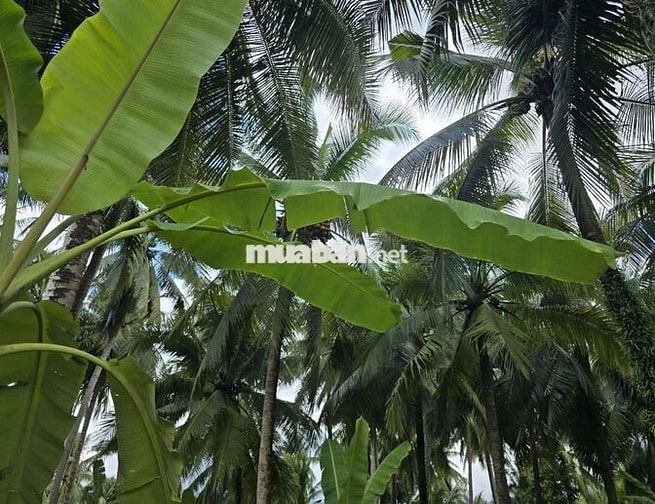NỀN BIỆT THỰ MTIEN NHỰA NGANG 17M x45m Phú tân Btre