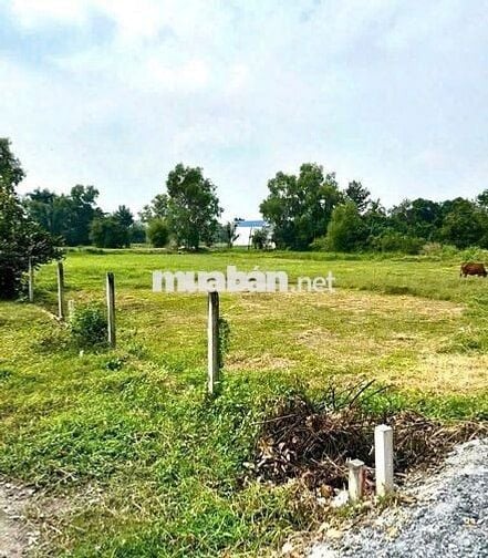 140m2 mặt tiền Lê Thị Vui 360Tr cách trường học + UBND Phước Hiệp 500m